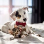 lower pet care costs