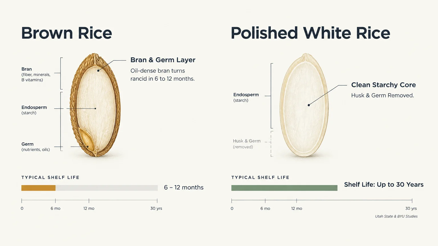 Diagram comparing the anatomy and shelf life of brown rice, six to twelve months, versus polished white rice, up to 30 years.